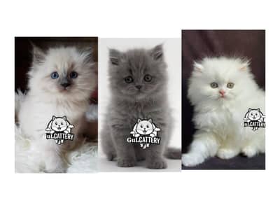 Persian British punch face piki face kitten cat available