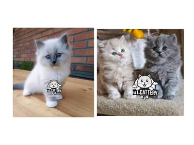 Persian British punch face piki face kitten cat available