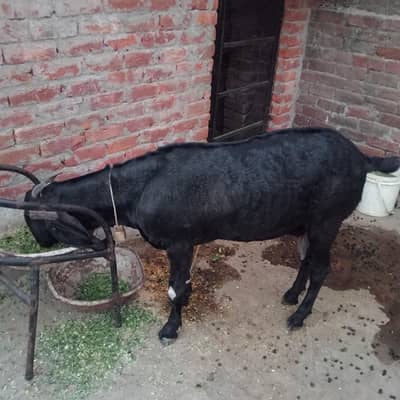 pure black bakri