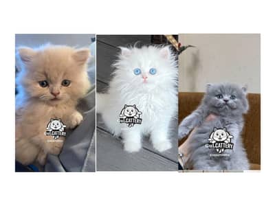 Persian British punch face piki face kitten cat available