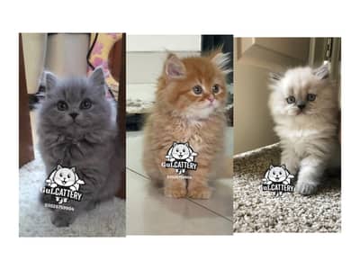 Persian British punch face piki face kitten cat available