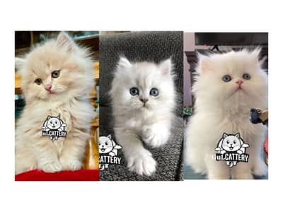 Persian British punch face piki face kitten cat available