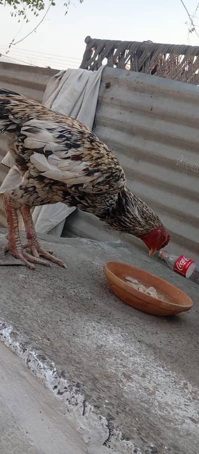 Aseel slata java WhatsApp number 03073366594