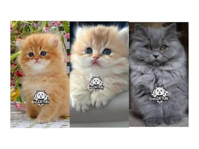 Persian British punch face piki face kitten cat available