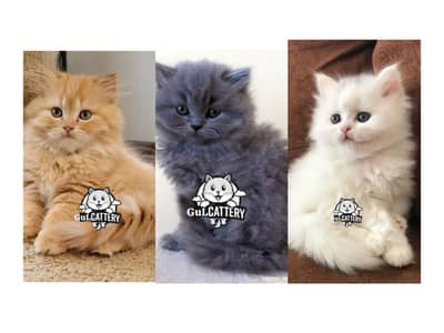 Persian British punch face piki face kitten cat available