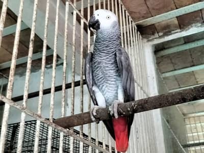 African grey parrot, DnA