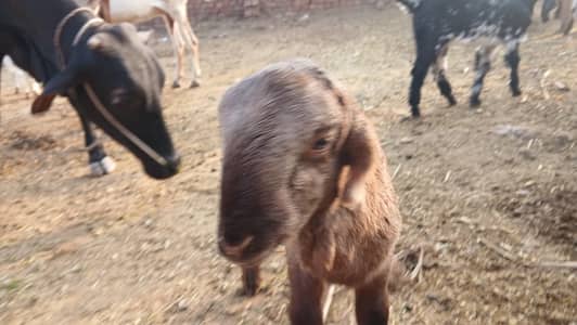 خوبصورت صحت مند دنبہ / بھیڑ فروخت کے لیے