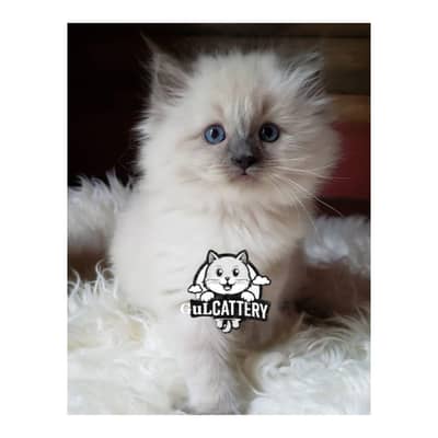 Persian British punch face piki face kitten cat available