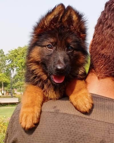 German Shepherd male puppy for sale