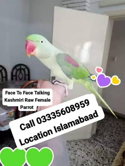 Face To Face Talking Friendly Kashmiri Raw Female Parrot Jumbo Size