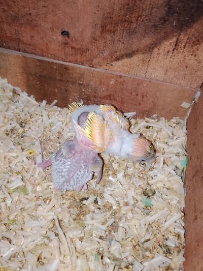 0327-0277654/Hogo chick/hand tame/love bird/cocktail/bajri/cage/parrot