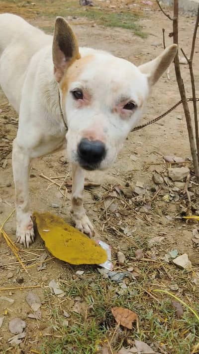 gultair female but he achi h ghr k liye