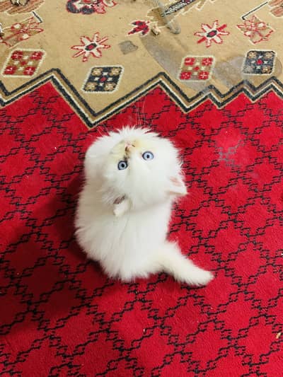 Persian kittens male female both