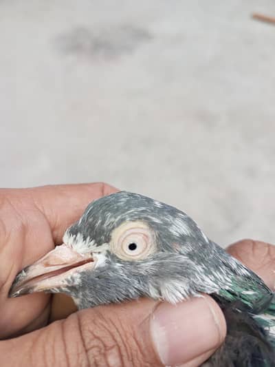 teddy golden 03244972937 is par cal ya what's app kary