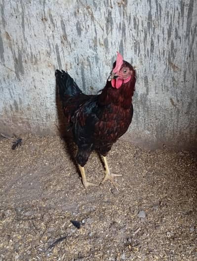 Golden miseri murga  and fancy pigeonsfor sale