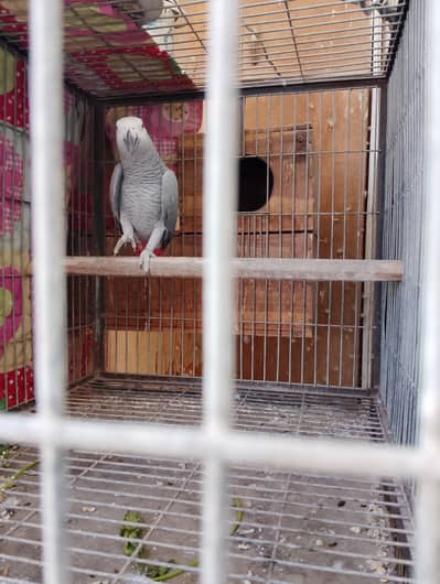 African Grey