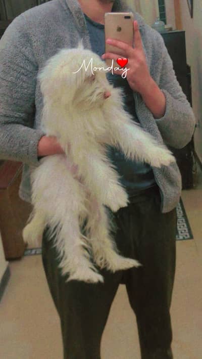 poodle  male dog for sale  urgent