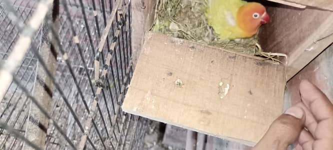 love bird breeder pair