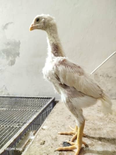 king size white  and black o german shamo  eggs reasonable price