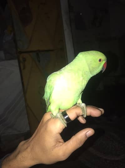 green ringneck parrot for sell pair hye dono hand train hye or taking