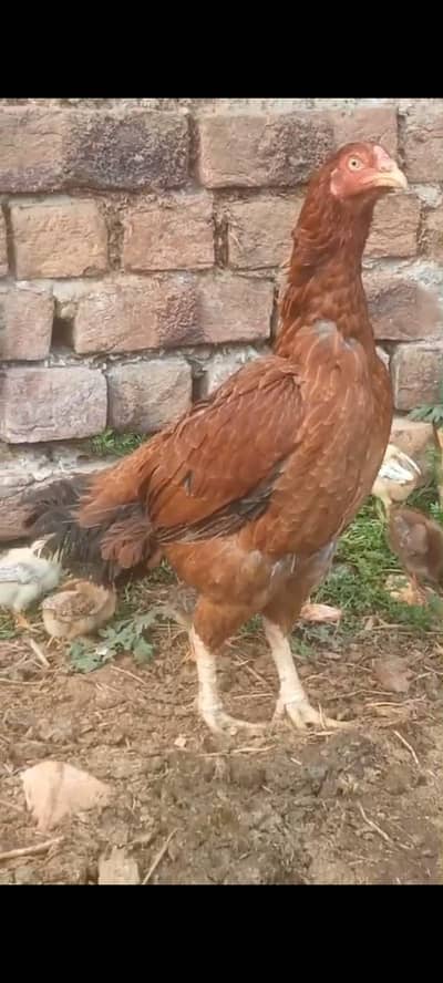 Aseel hen with chicks