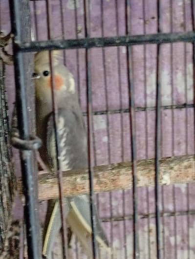 healthy male cockatiel