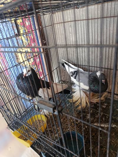 Gubara kabooter pair