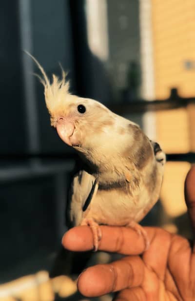 Handtamed Cockatiel / Handtame Cocktail