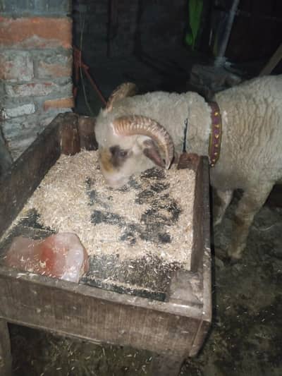 Manda sheep for sale in Lahore