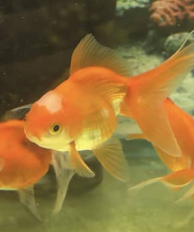 Lionhead goldfish 2.5 inch