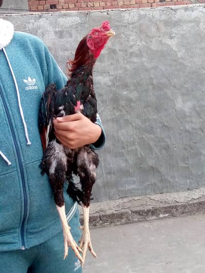 Pure high quality Sindhi x mianwali male Aseel for sale. Full breeder