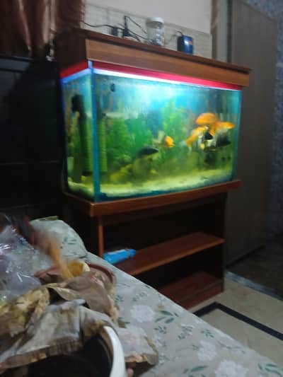 4 black koi han aor 4 golden black ha sara kuch sath ha lany waly wtsu