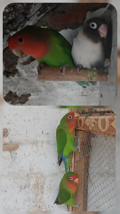 Love birds for sale or exchange