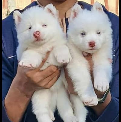 Russian puppies 03425137217