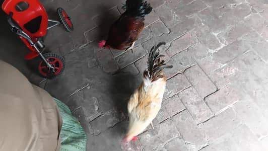 2 hens sell