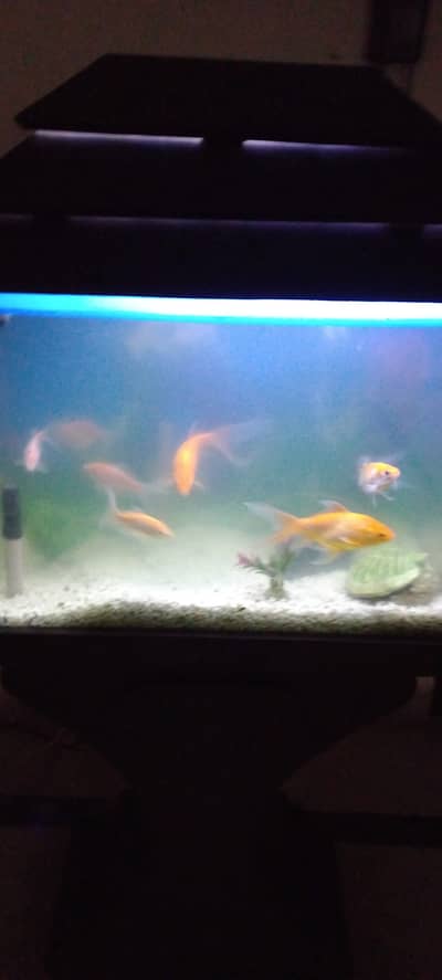 Fish aquarium