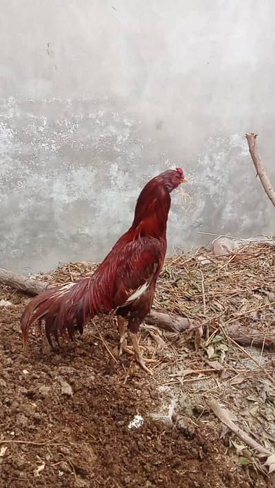 aseel murga mugri high quality hens aseel pair