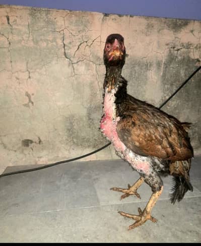 Aseel lakhii pathiyaan