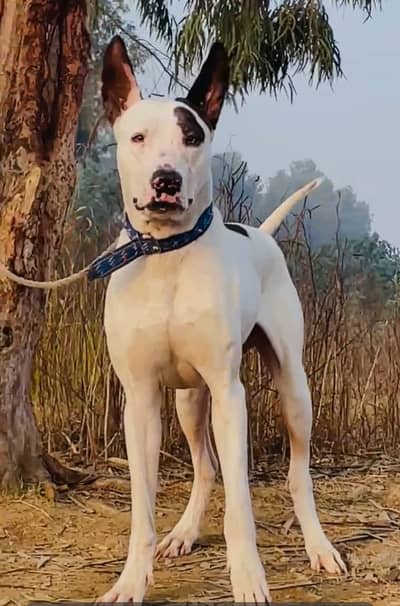 gultair | kohati gultair |guard dog | security dog |kohati gultair dog
