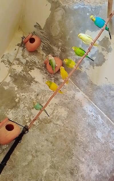 Online Australian parrots