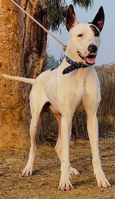 gultair | kohati gultair |guard dog |security dog |kohati gultair dog
