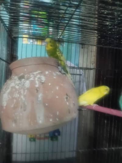 breeder pair confirm