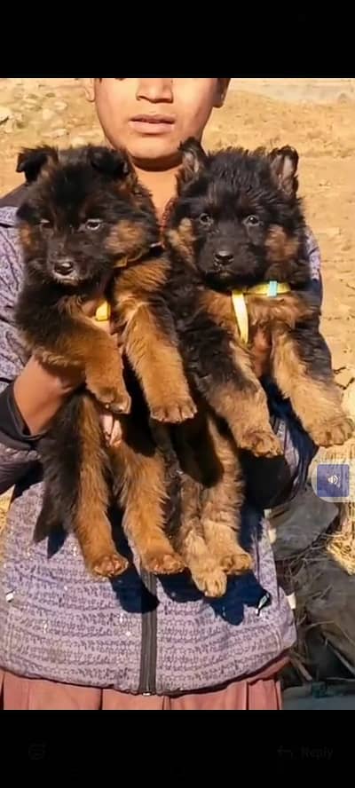 German Shepherd long coat female for sale