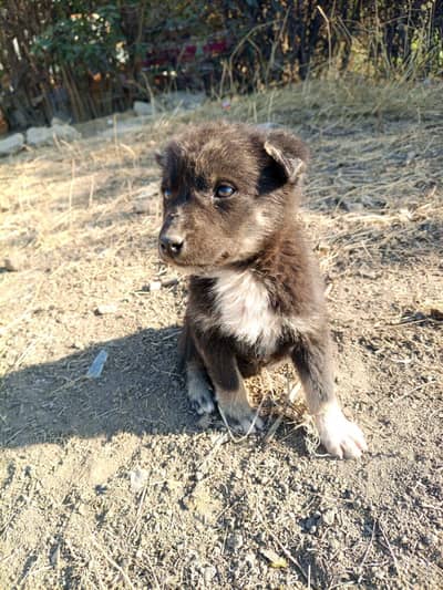 Afghani cochi bakrwal female available