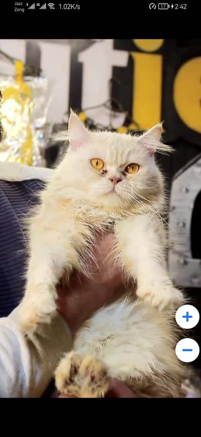 female cat - tripple cote - persion cat - cat for sale