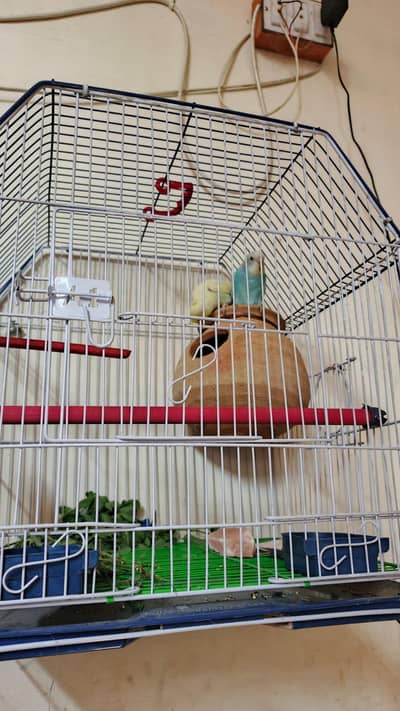Beautiful Healthy Pair of Budgies (Australian Parrots) with Cage