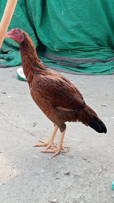 Two Desi murgian and one aseel murghi