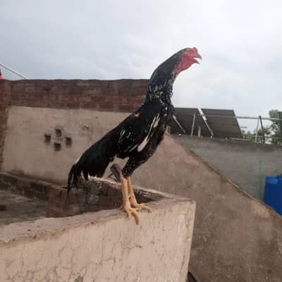 King Shamo 1 Male 4 Females