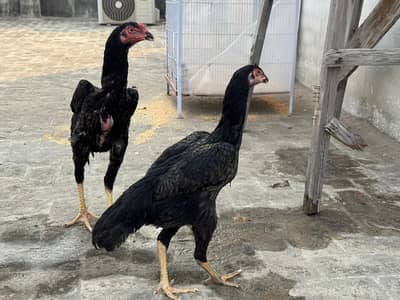 Pure Aseel Black Shamo hen available for sale. Strong and healthy
