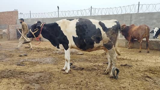 گائے برائے فروخت